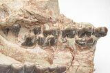 Fossil Running Rhino (Hyracodon) Lower Skull - Wyoming #216119-4